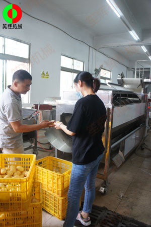 連續(xù)式土豆去皮機(jī)針對(duì)客戶帶來(lái)的大批土豆現(xiàn)場(chǎng)進(jìn)行加工處理測(cè)試！